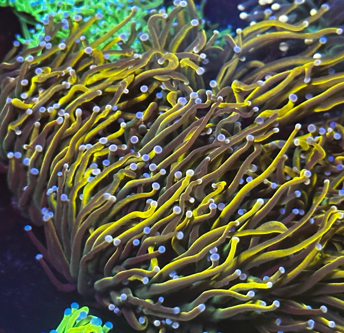 Cotton candy holy grail torch stock special single head