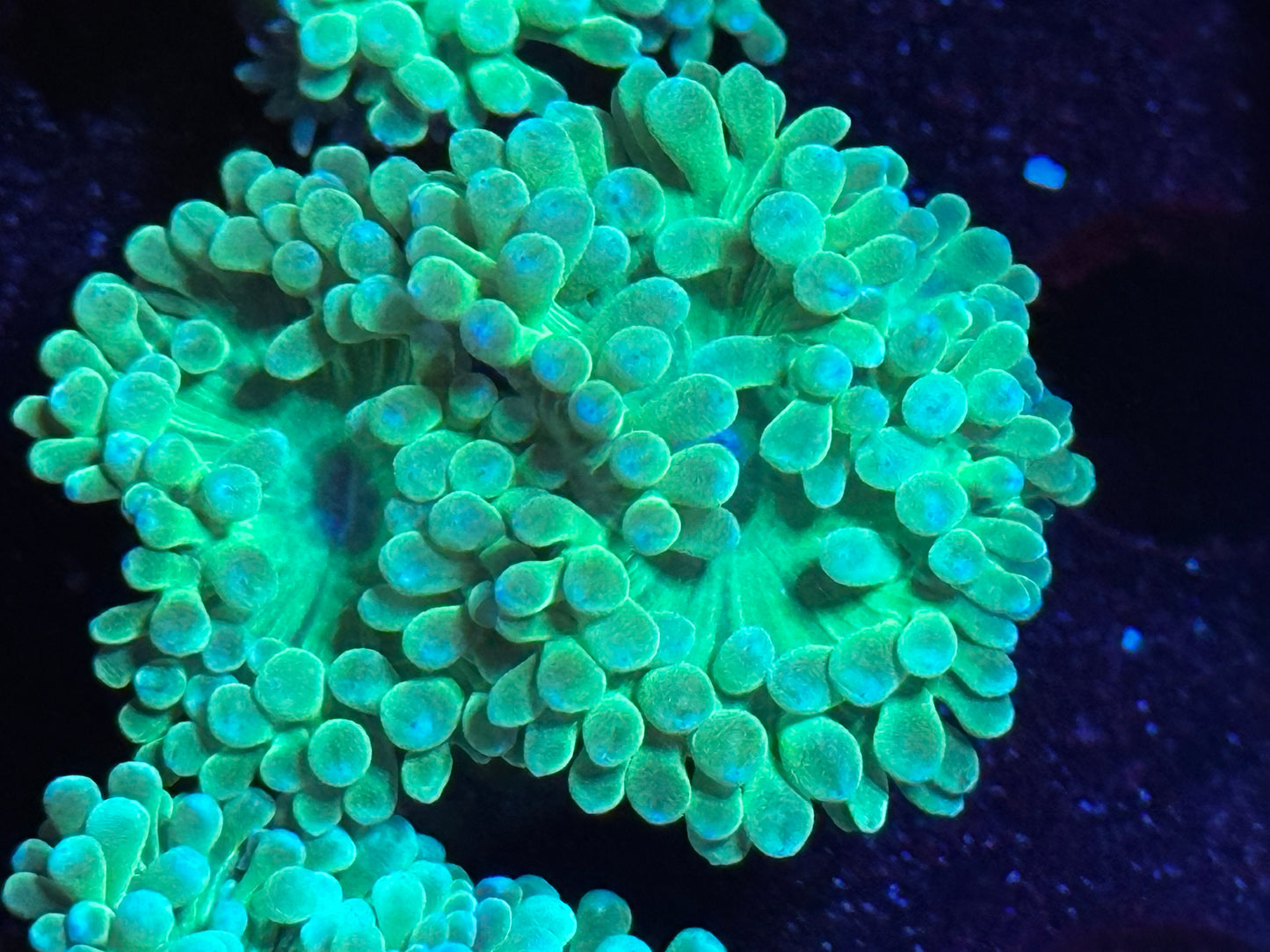 Duncan frag