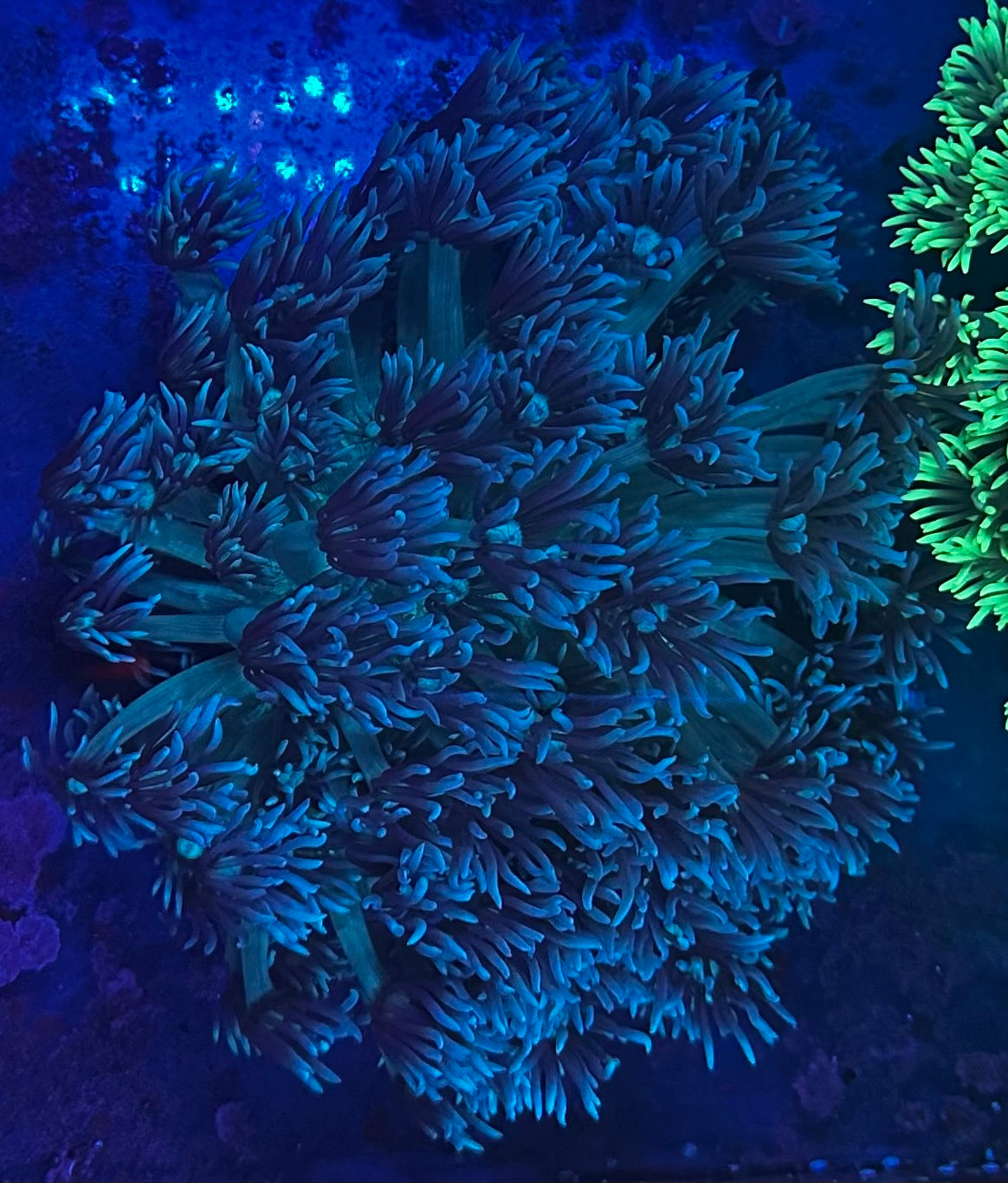 Large blue/green Goni colony