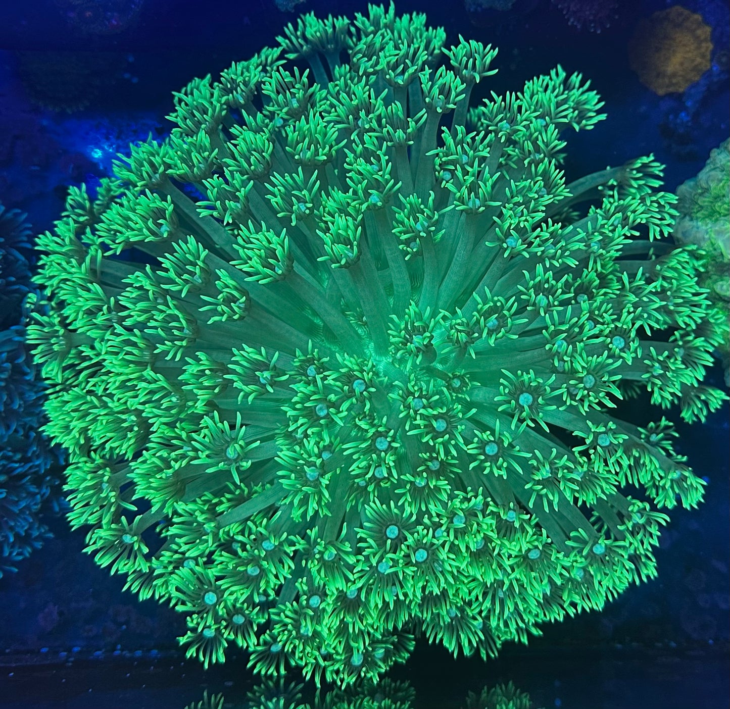 Huge neon green Goni colony