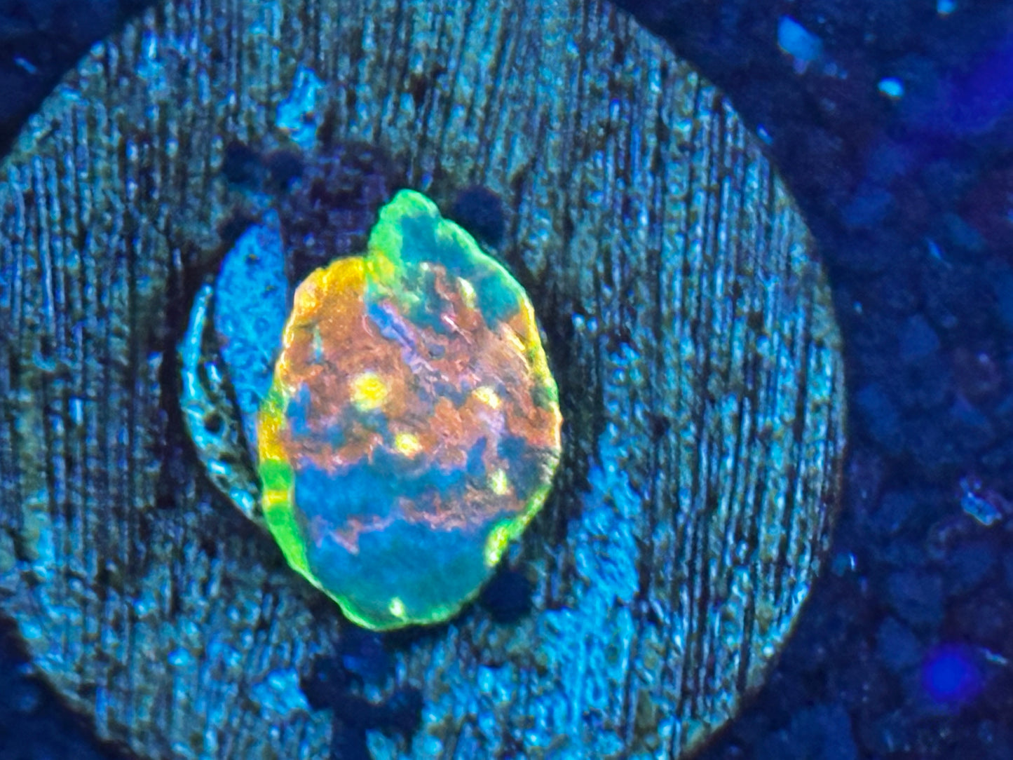 Jelly bean chalice on grow out tile