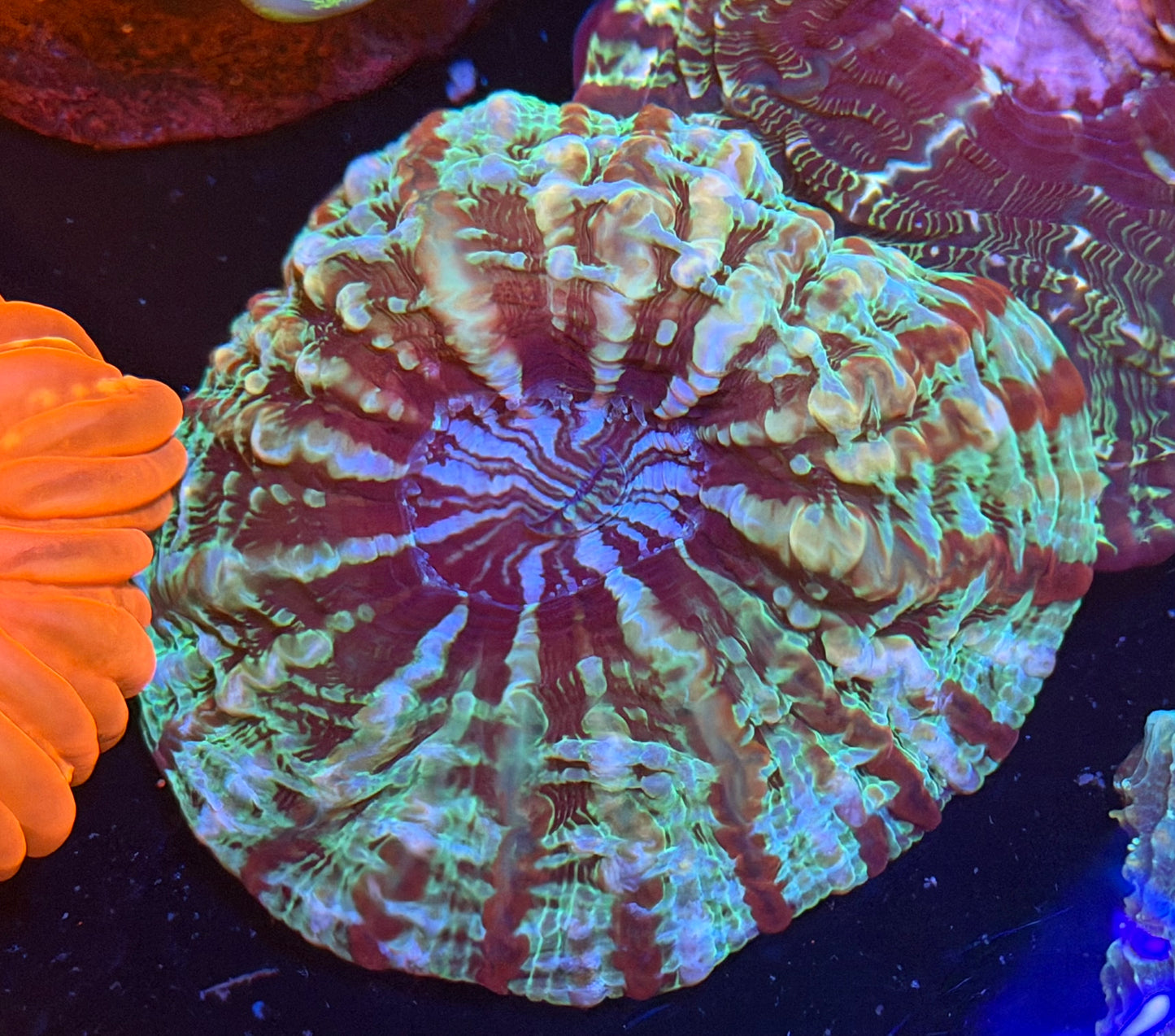 Rainbow cynarina