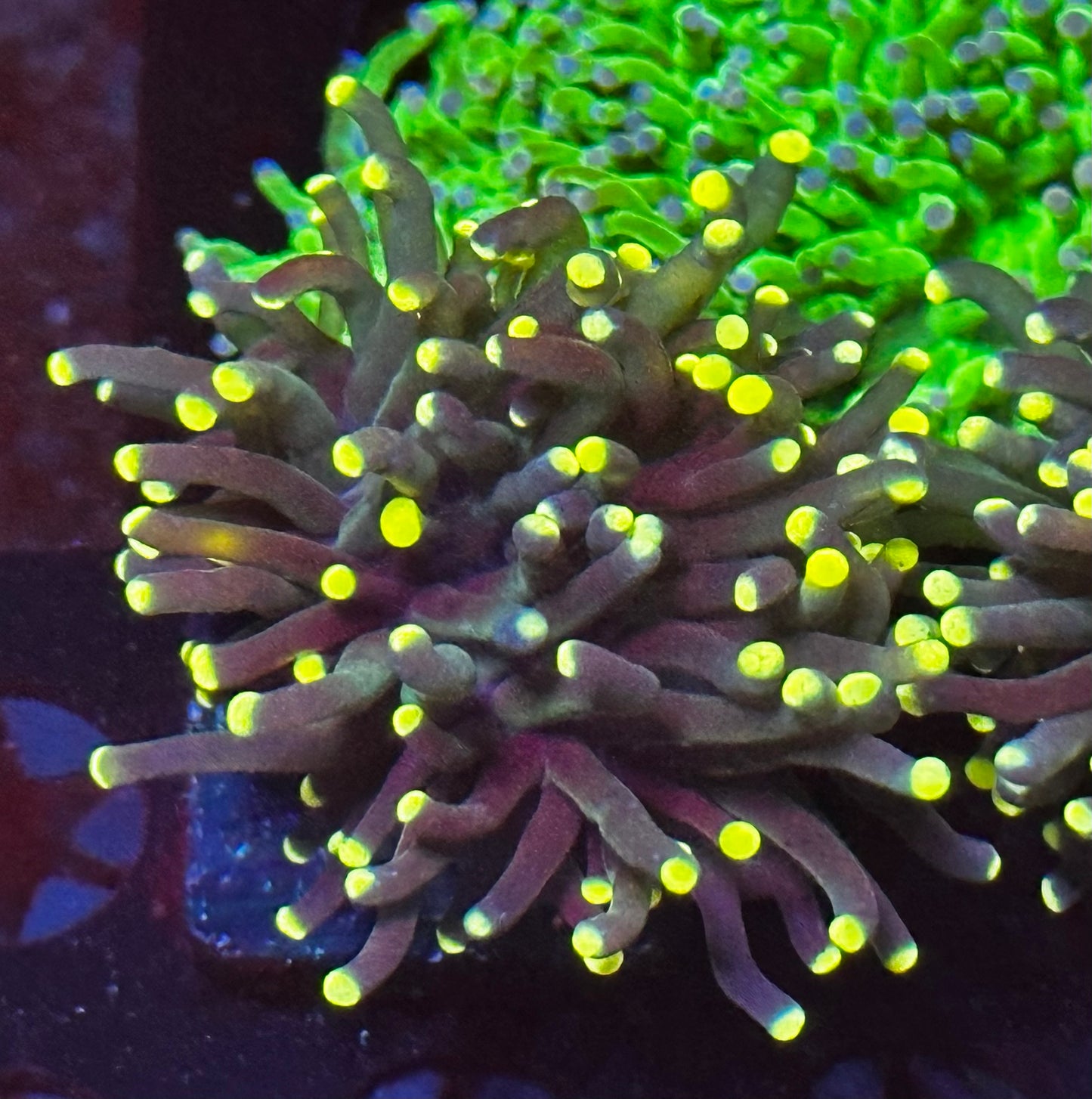 Yellow tip torch