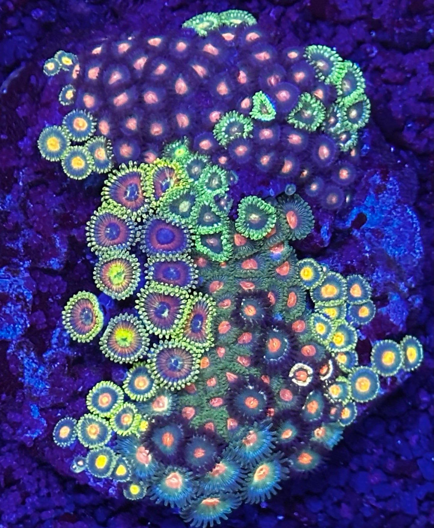 Small hammer colony