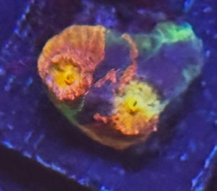 WWC supa fly chalice