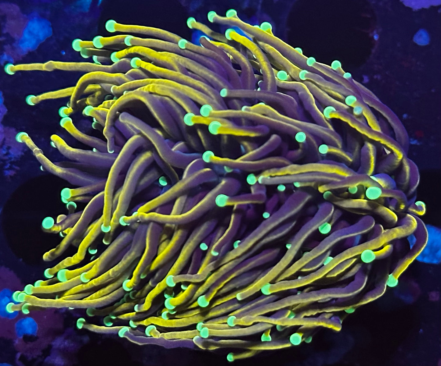 OG orange peel 2 heads