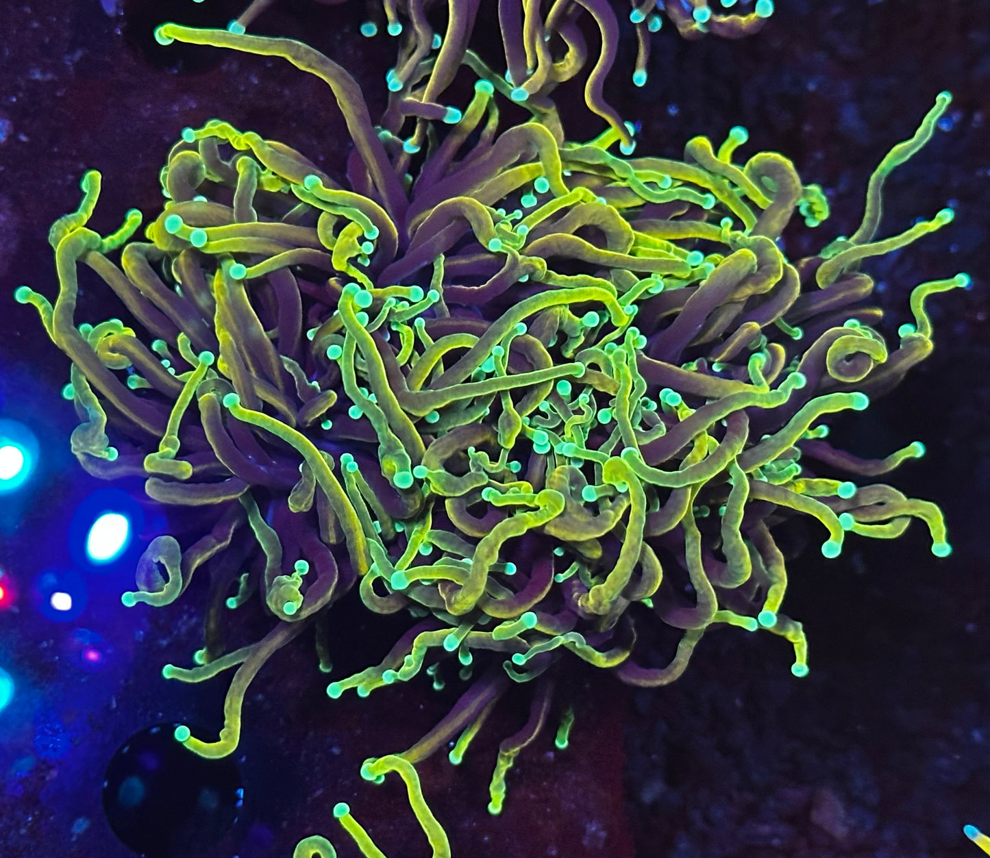 Dragon soul torch colony