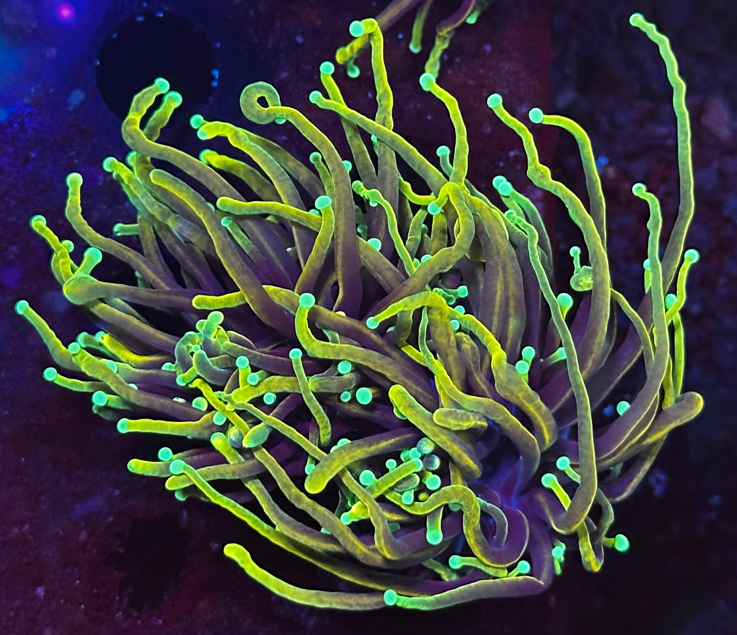 Dragon soul torch 2 heads