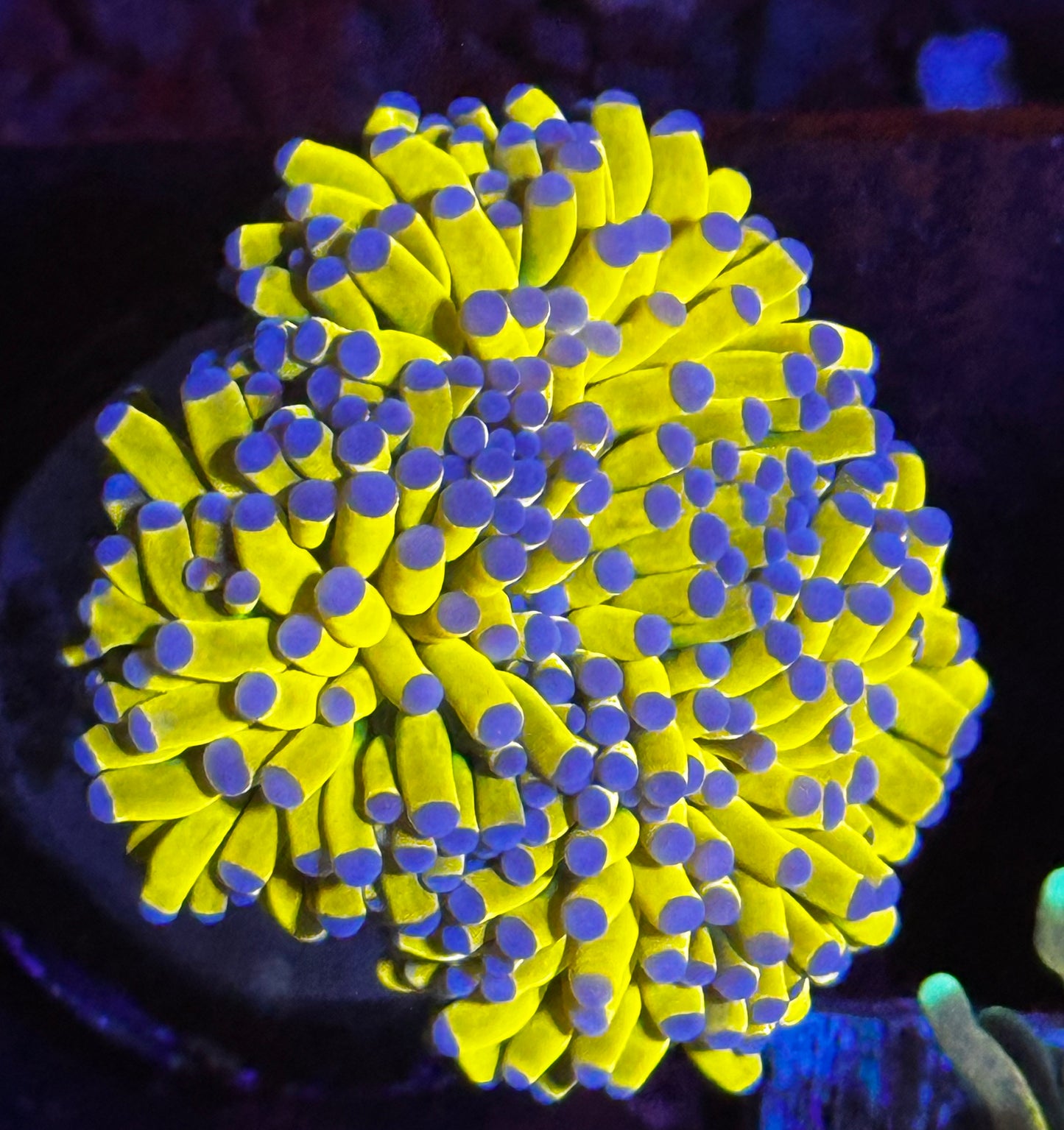 Banana grail torch