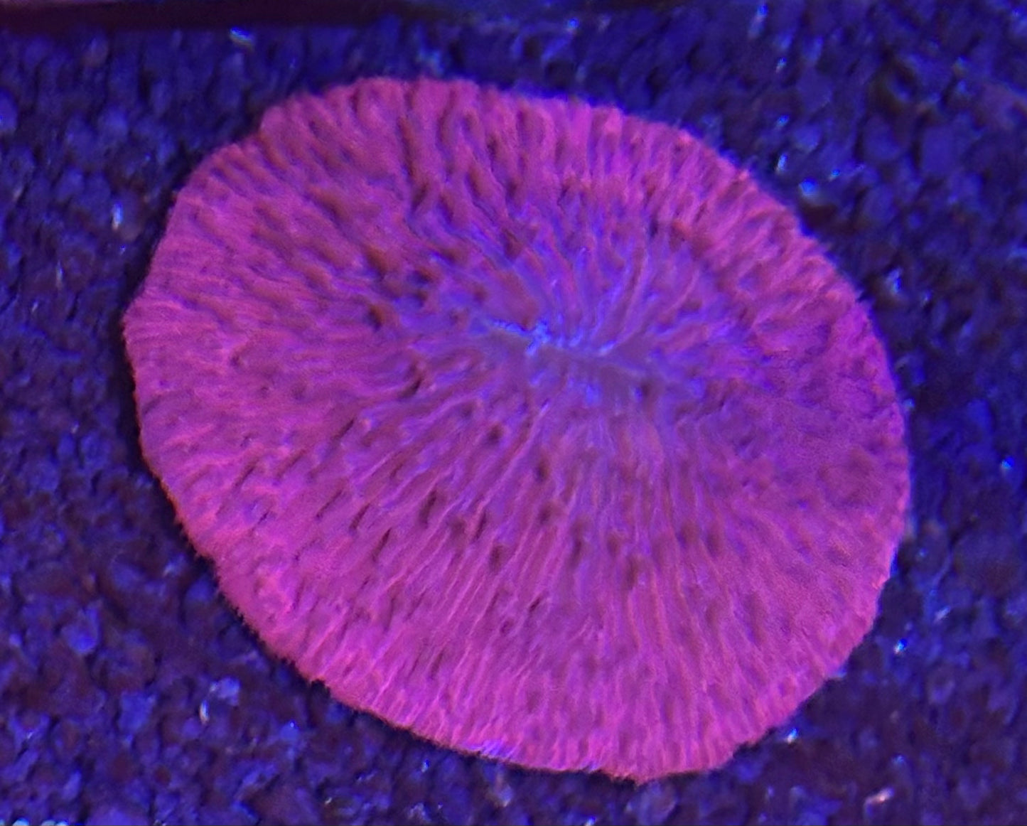 Huge purple plate