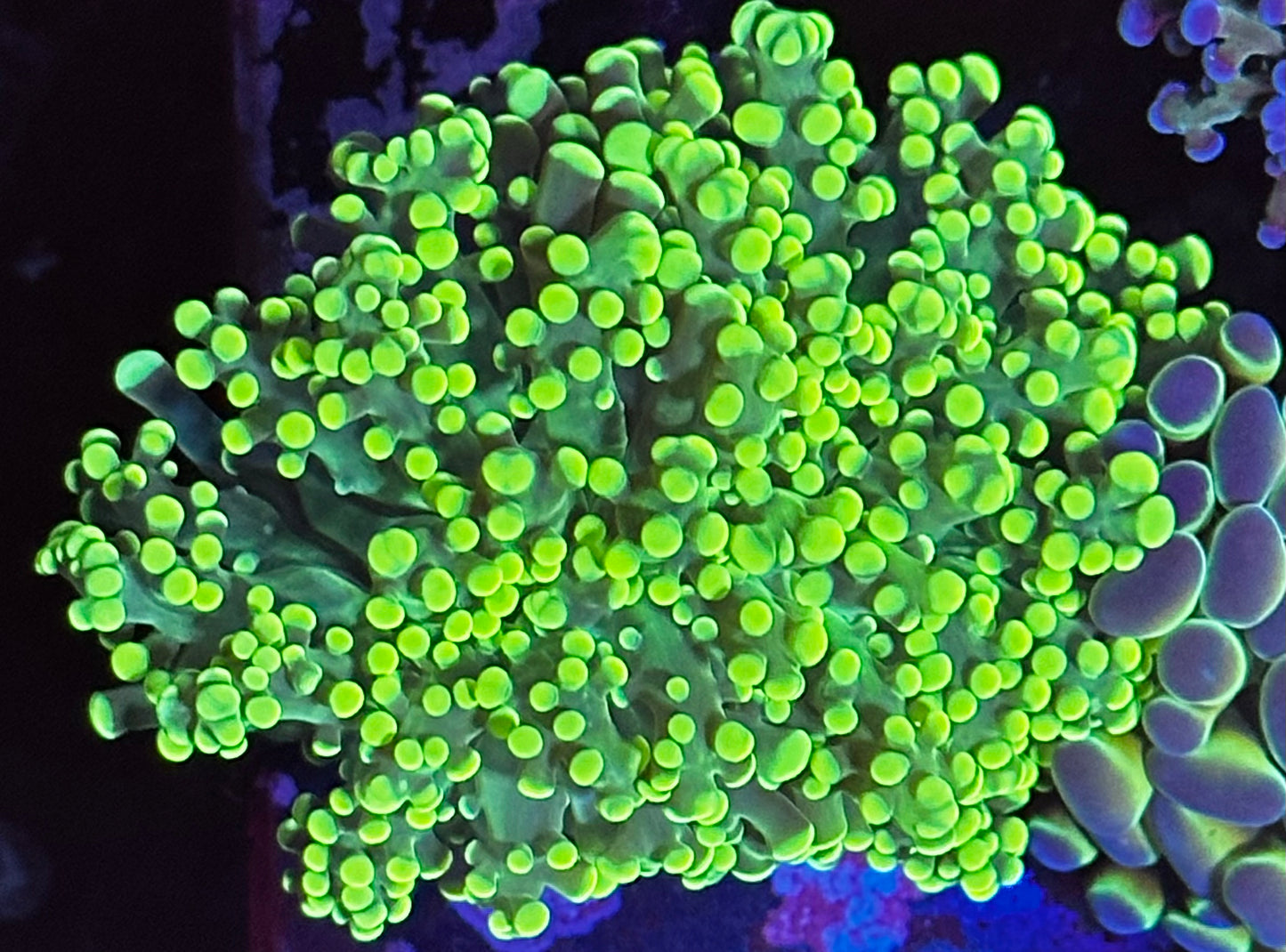 Highlighter frogspawn