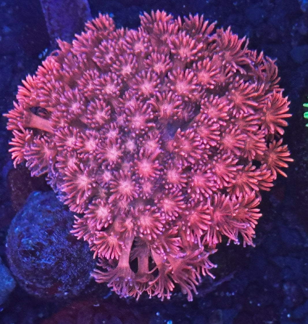 3” pink Goni colony
