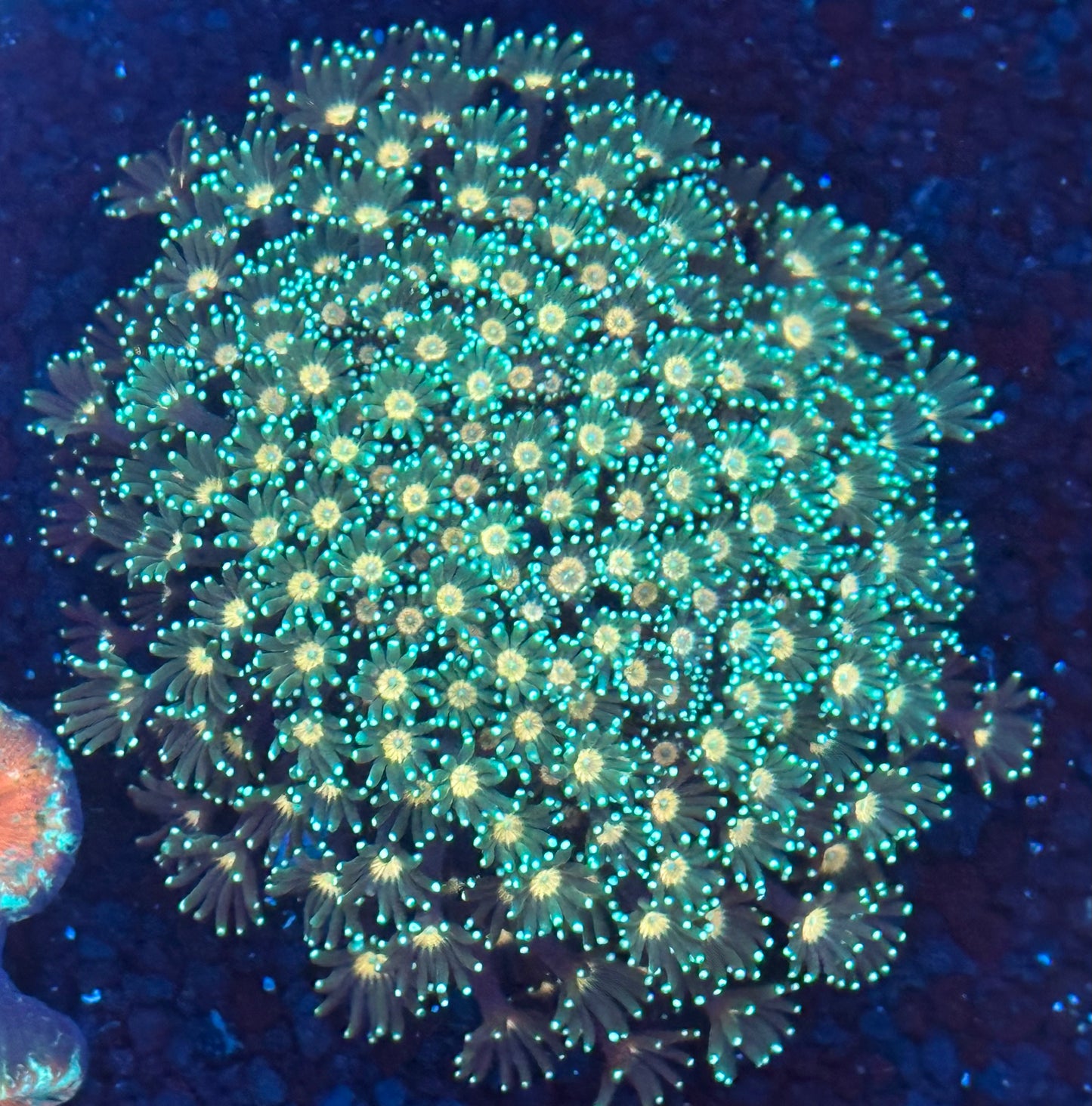Alveopora jewel colony