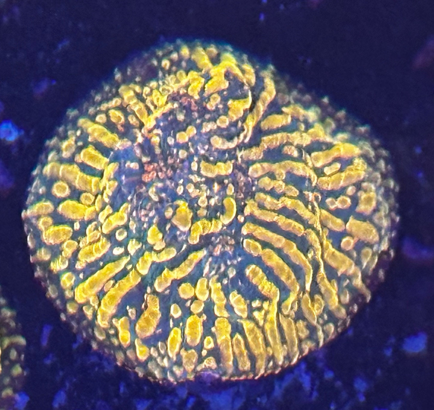 TSA cloudberry chalice