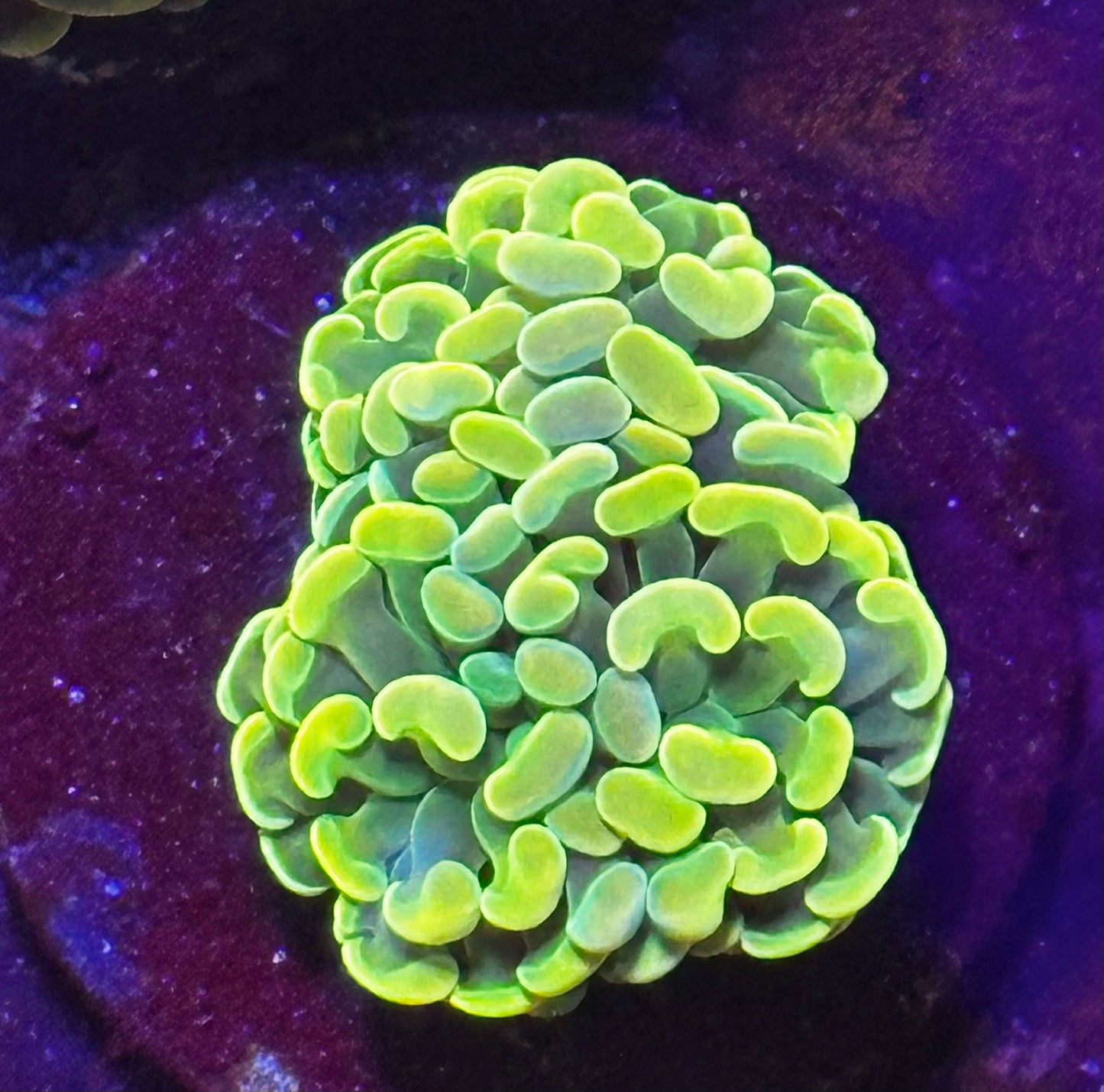 Rainbow hammer 2 small heads