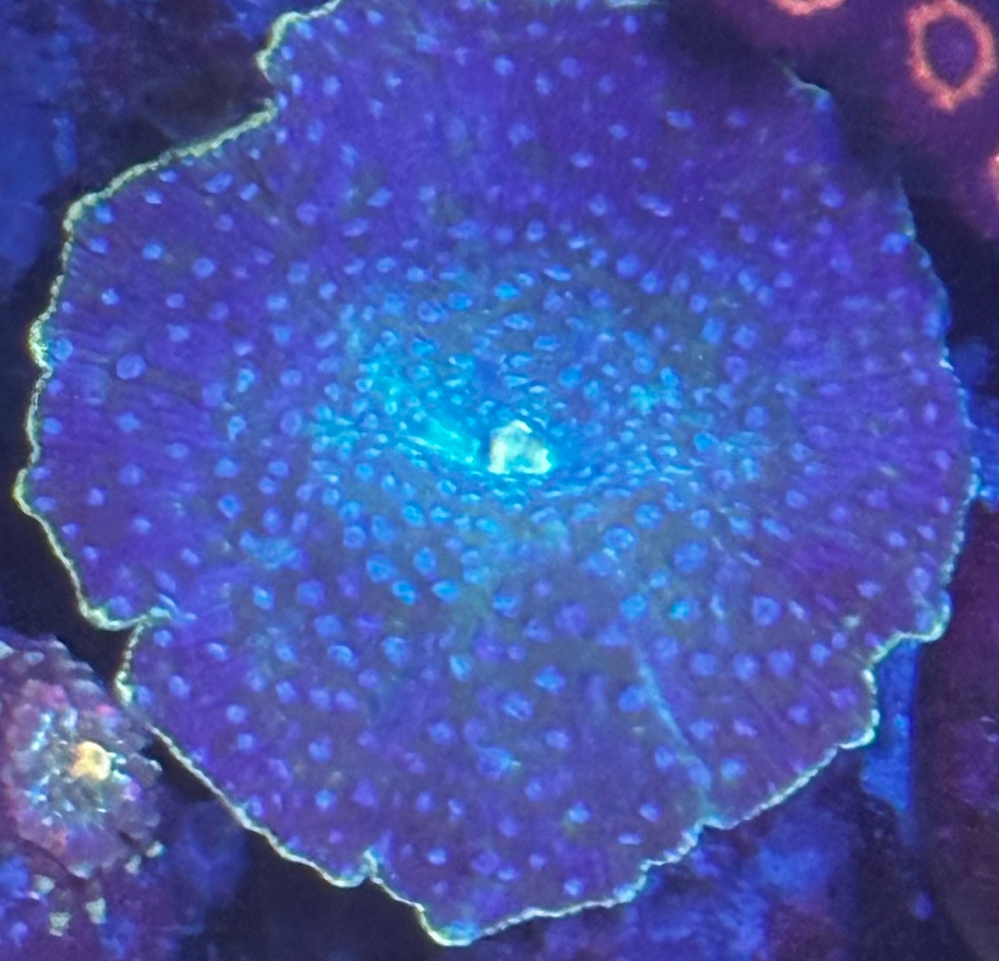 Large blue discoma mushroom with green rim