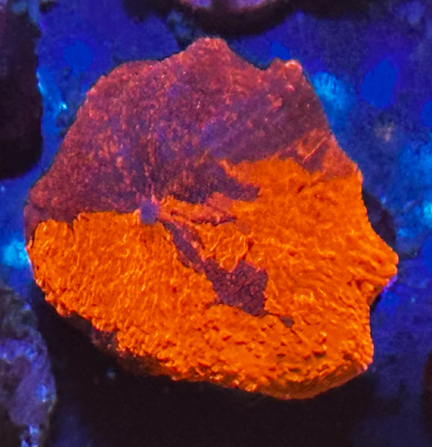 Deadpool jawbreaker mushroom