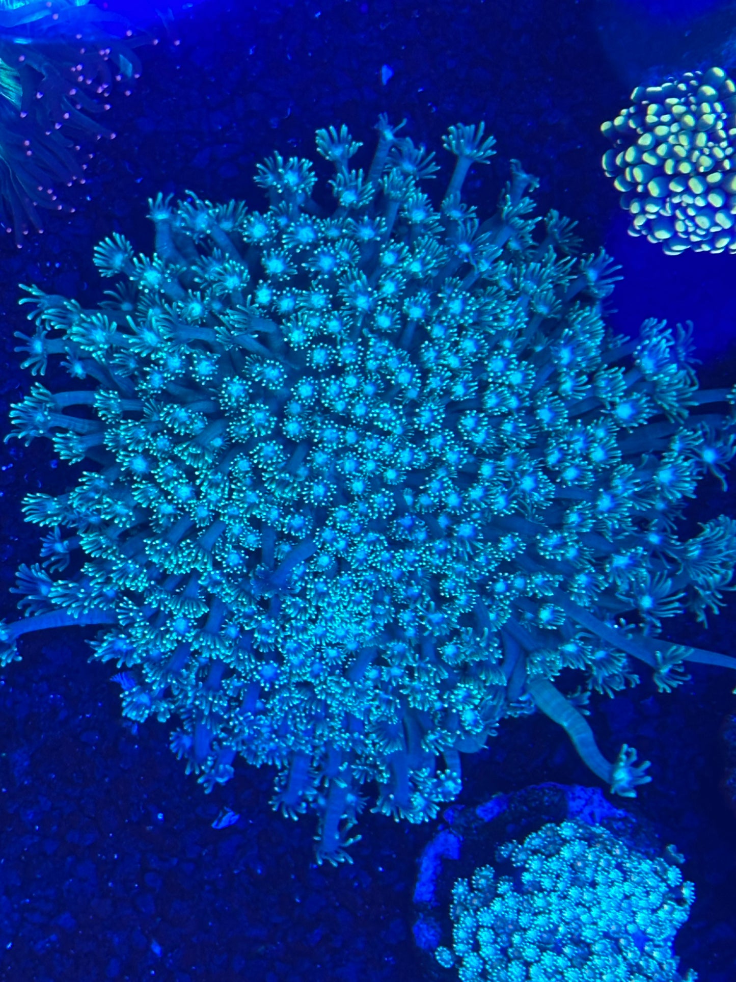 XL green Goni colony