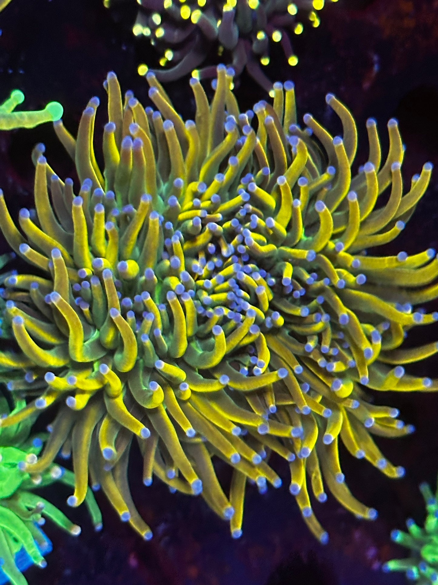 Indo dragon tamer torch colony