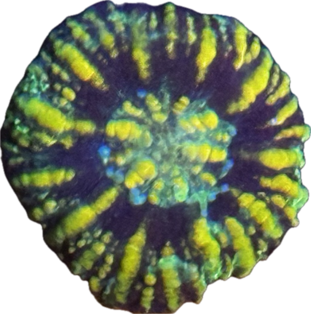 Button scoly 2