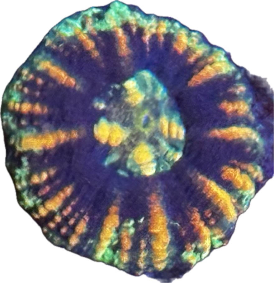 Button scoly 3