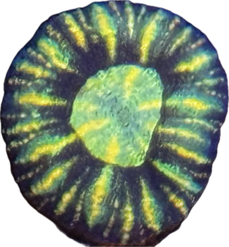 Button scoly 4