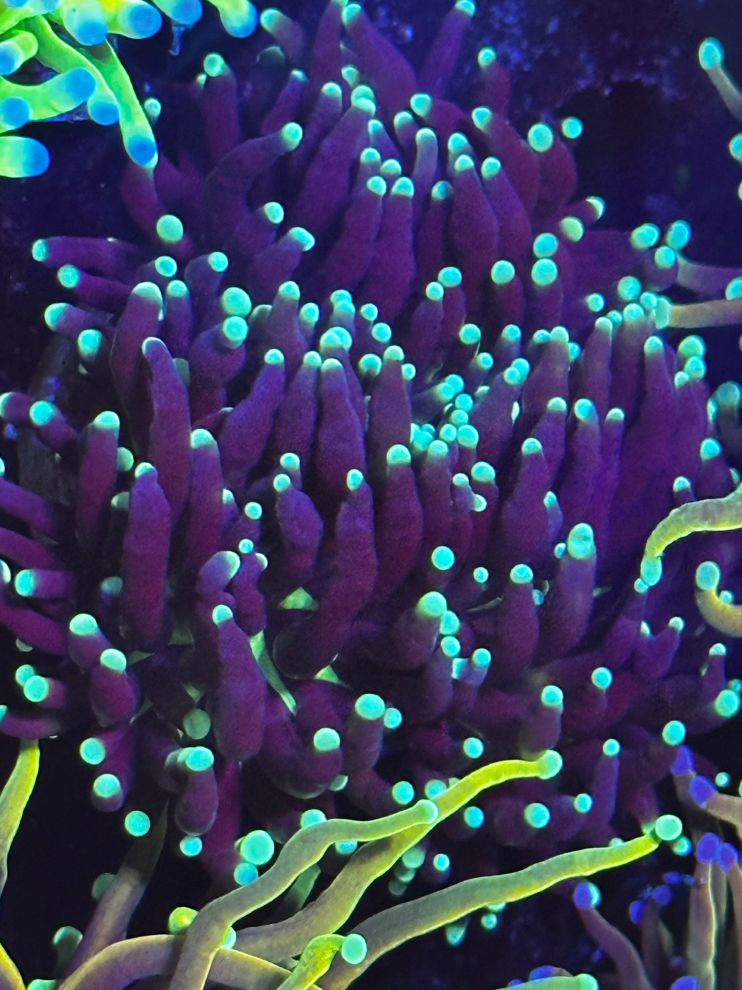 Indo black and blue torch 3 small heads