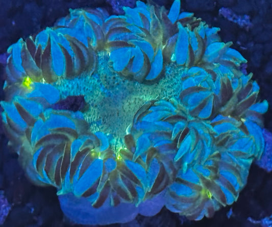 Rock flower 7