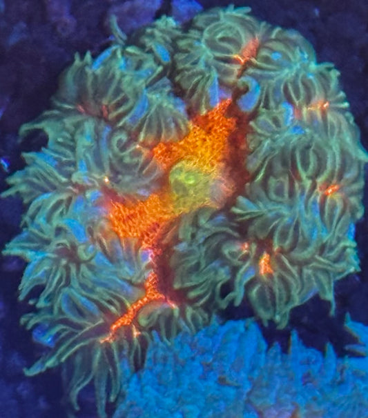 Rock flower 3