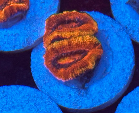 Rainbow acan frag