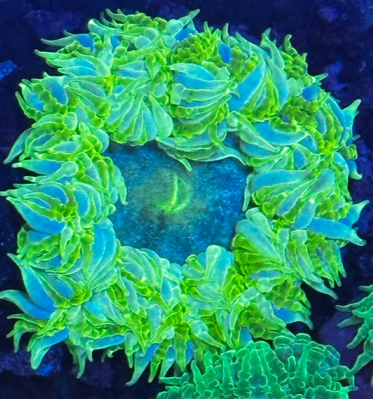 Rock flower 9