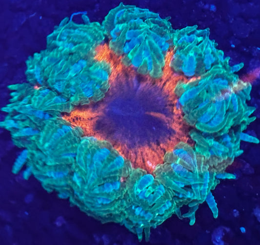 Rock flower 5