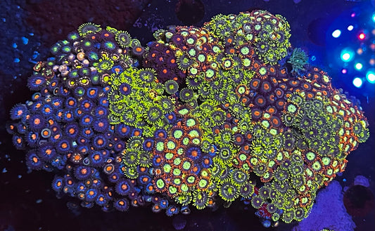 XL flat zoa rock HUGE!