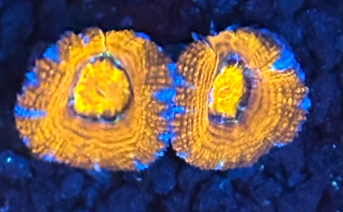 Rainbow acan chunk