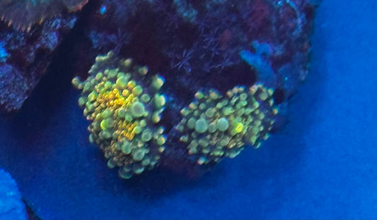 Small Yuma pair