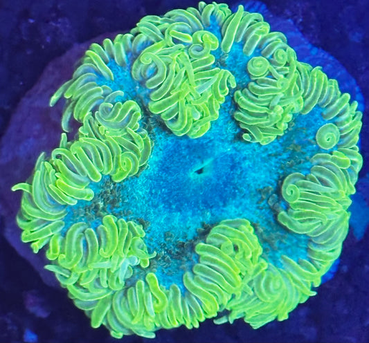 Rock flower 4