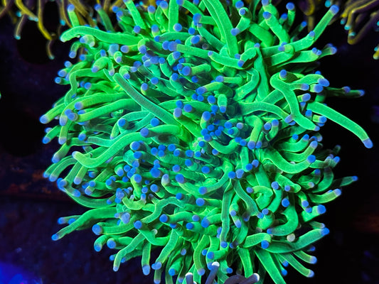 Aquacultured cotton candy torch colony