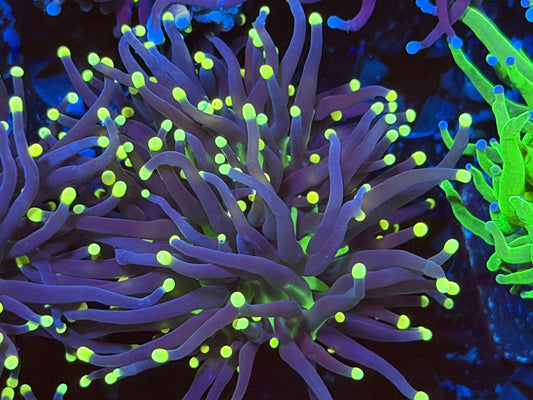 Indo black light torch