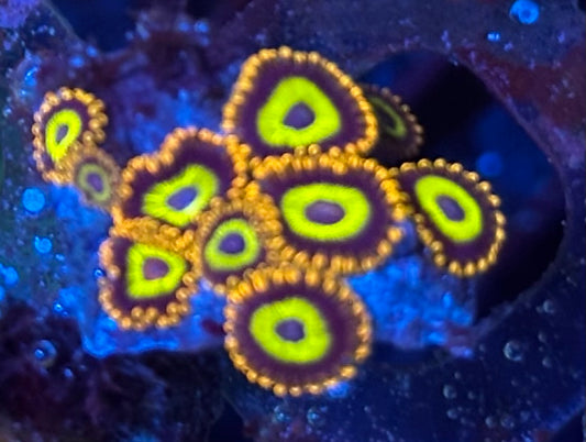 Zoa rubble