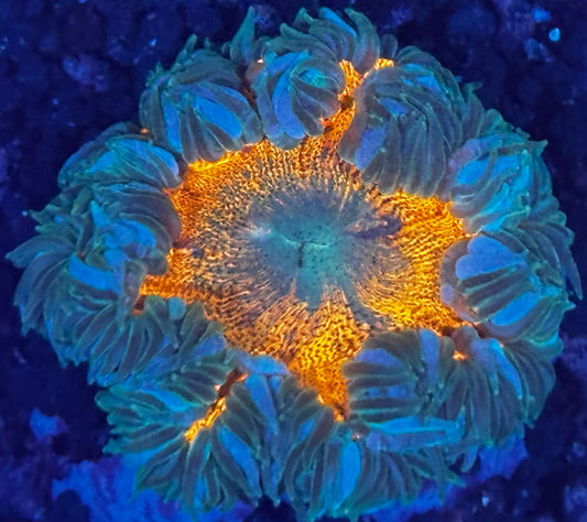 Rock flower 1