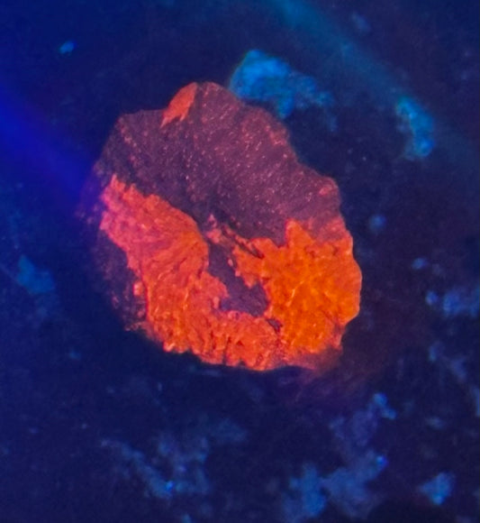 Ultra Deadpool jawbreaker mushroom