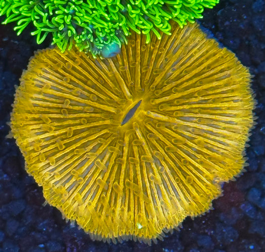Orange plate coral
