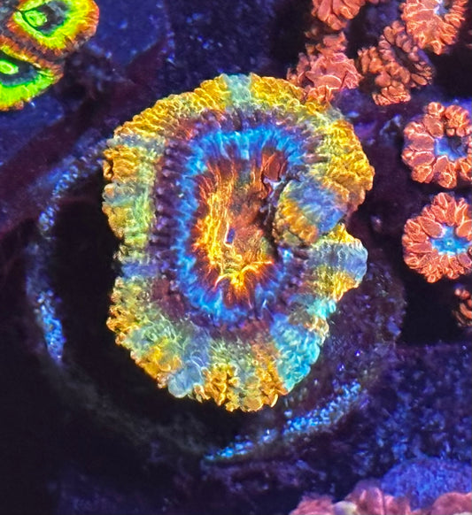 Rainbow acan