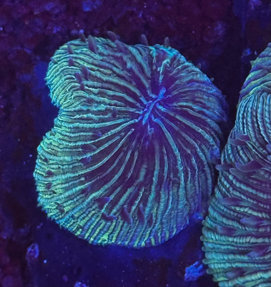 Green plate coral