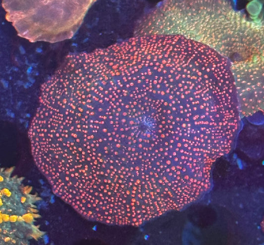 Large red interstellar mushroom