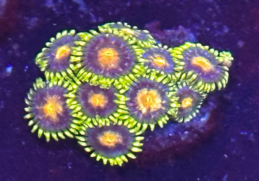 Zoa chunk