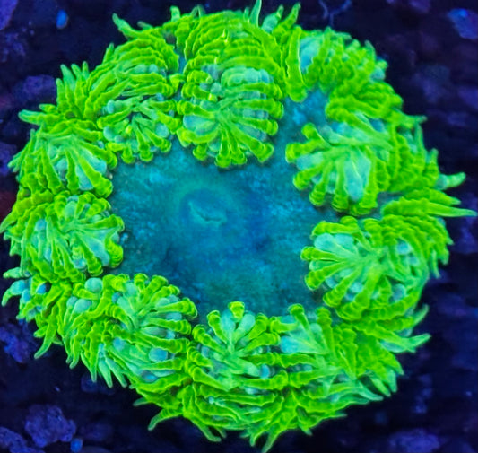 Rock flower 6