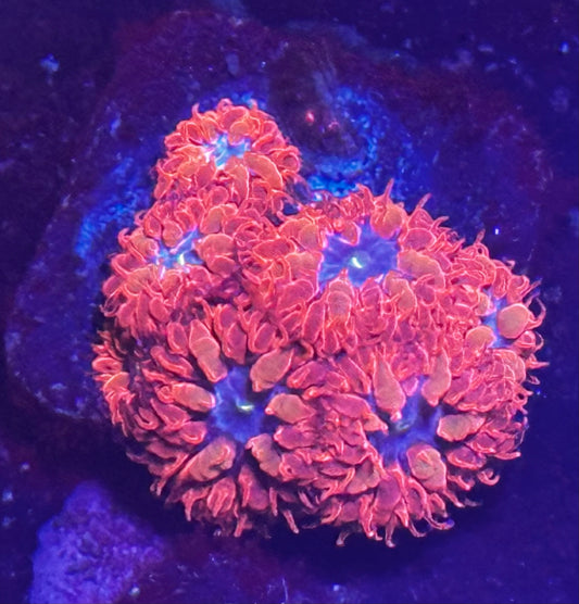 Blue raven blastos