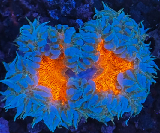 Rock flower 8