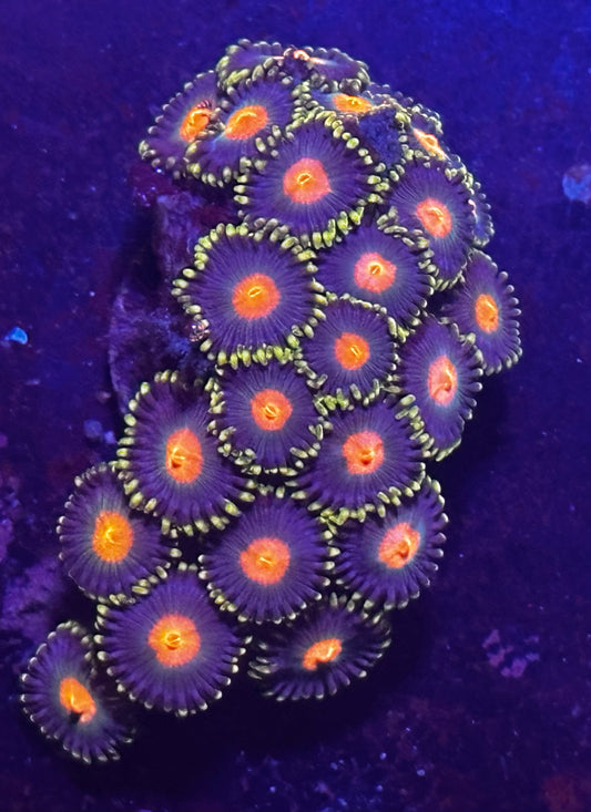 Large Zoa chunk